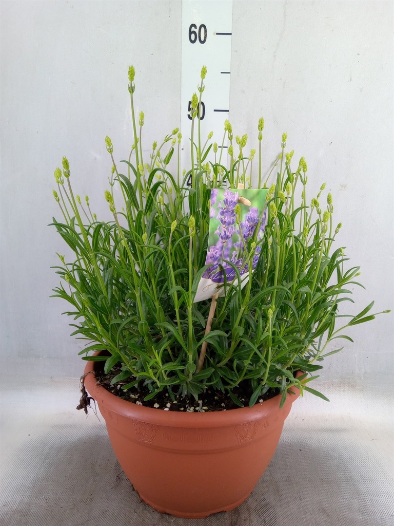 Bild på Lavendel Angustifolia D27 X 2 Dwarf Blue