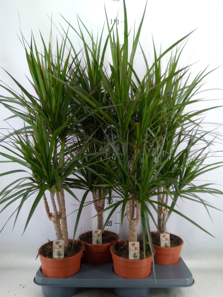 Bild på Dracena Marginata 2 stam D17 X 4