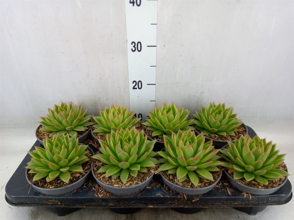 Bild på Echeveria D12 X 8
