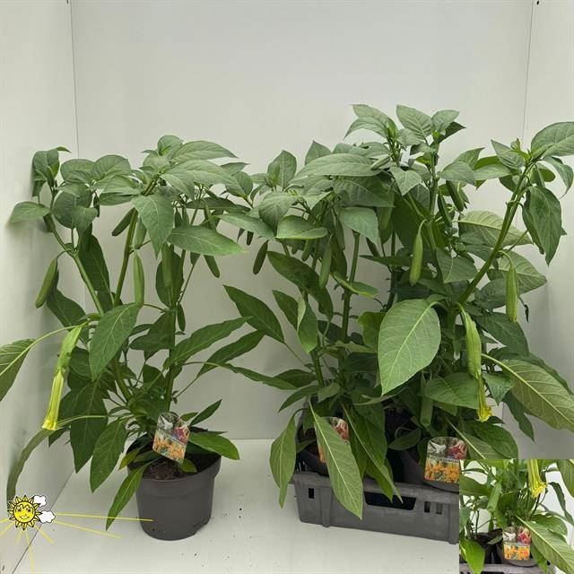 Bild på Änglatrumpet D23 X 3 Brugmansia