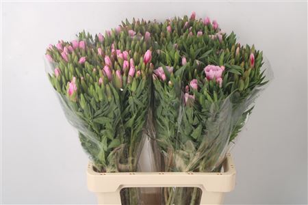 Bild på Clarkia Grace Pink