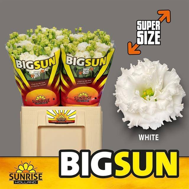 Bild på Lisianthus Dubbel Big Sun