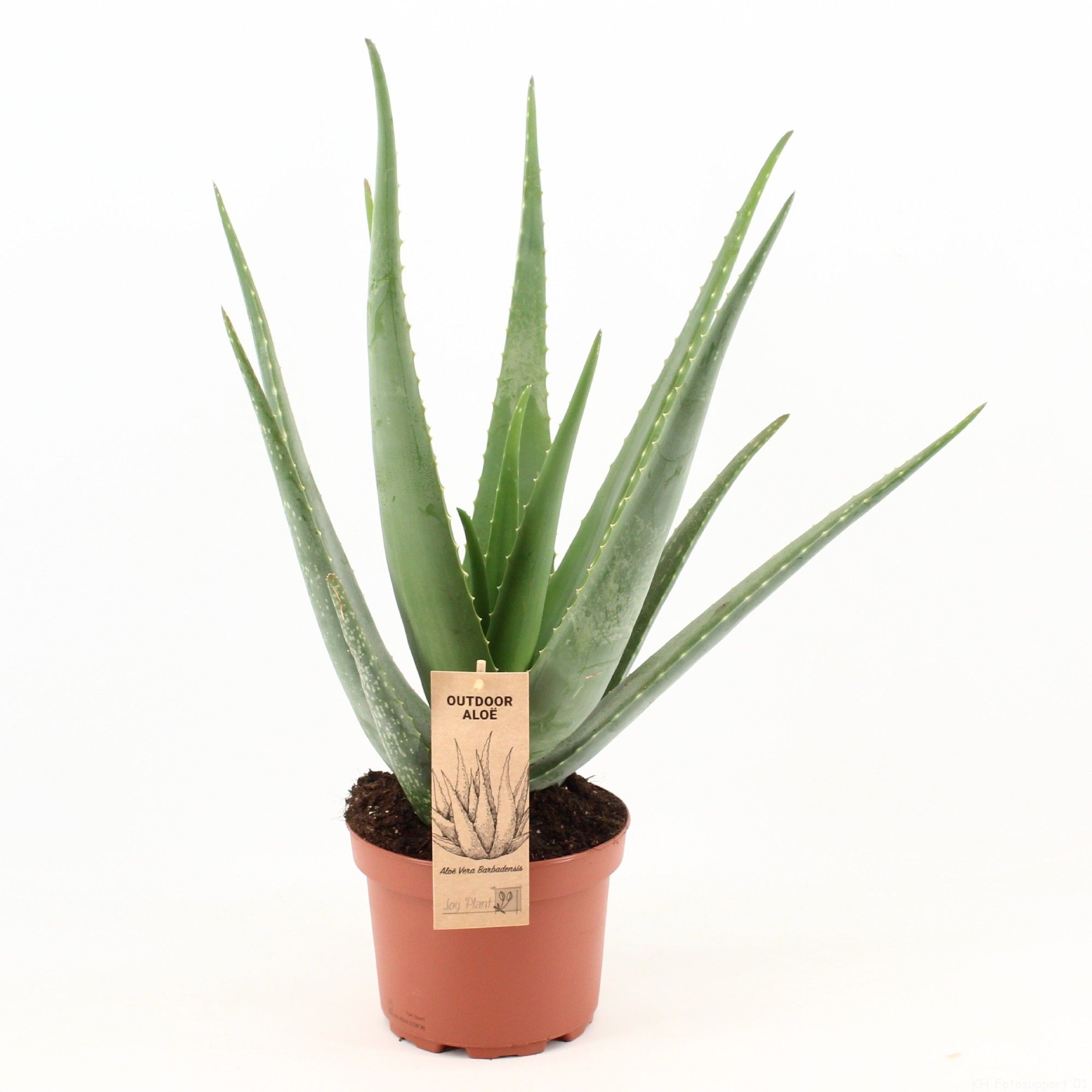 Bild på Krukväxter Aloe Vera *3