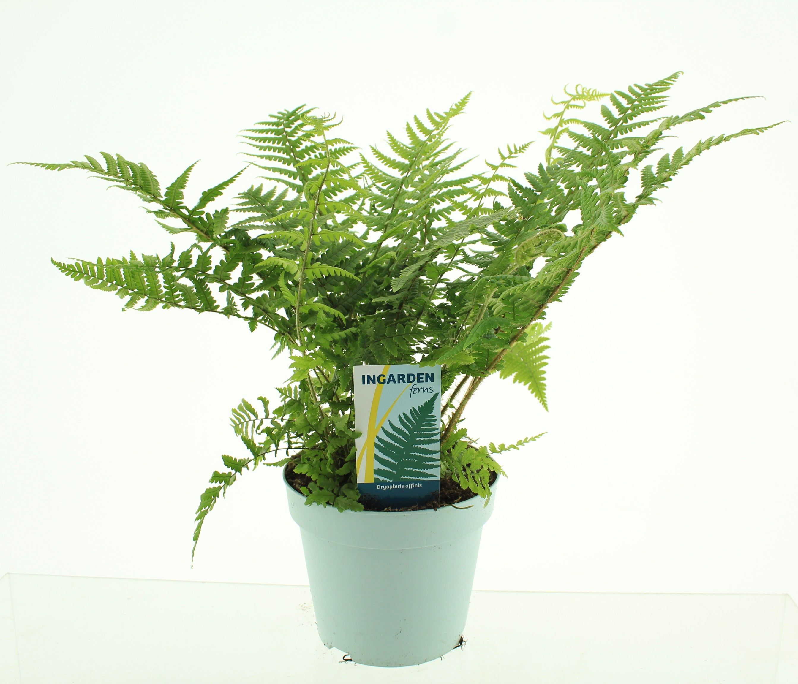 Bild på Krukväxter Dryopteris Affinis *6