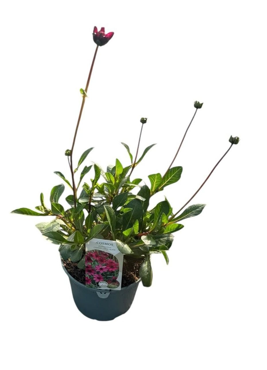 Bild på Krukväxter Cosmos Chokladblomma Cherry Chocolate *