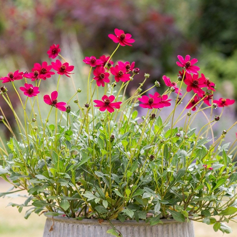 Bild på Krukväxter Cosmos Chokladblomma Cherry Chocolate *