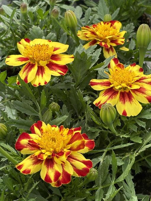 Bild på Krukväxter Tagetes Patula Creme Brulee *18