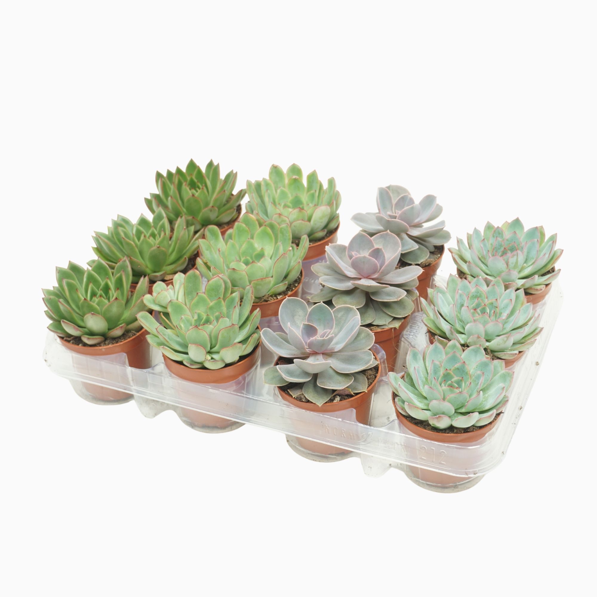 Bild på Krukväxter Echeveria mix *12