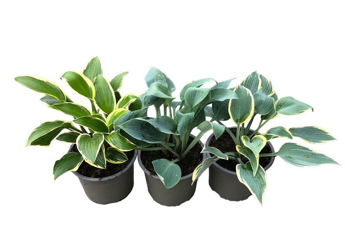 Bild på Krukväxter Hosta *6