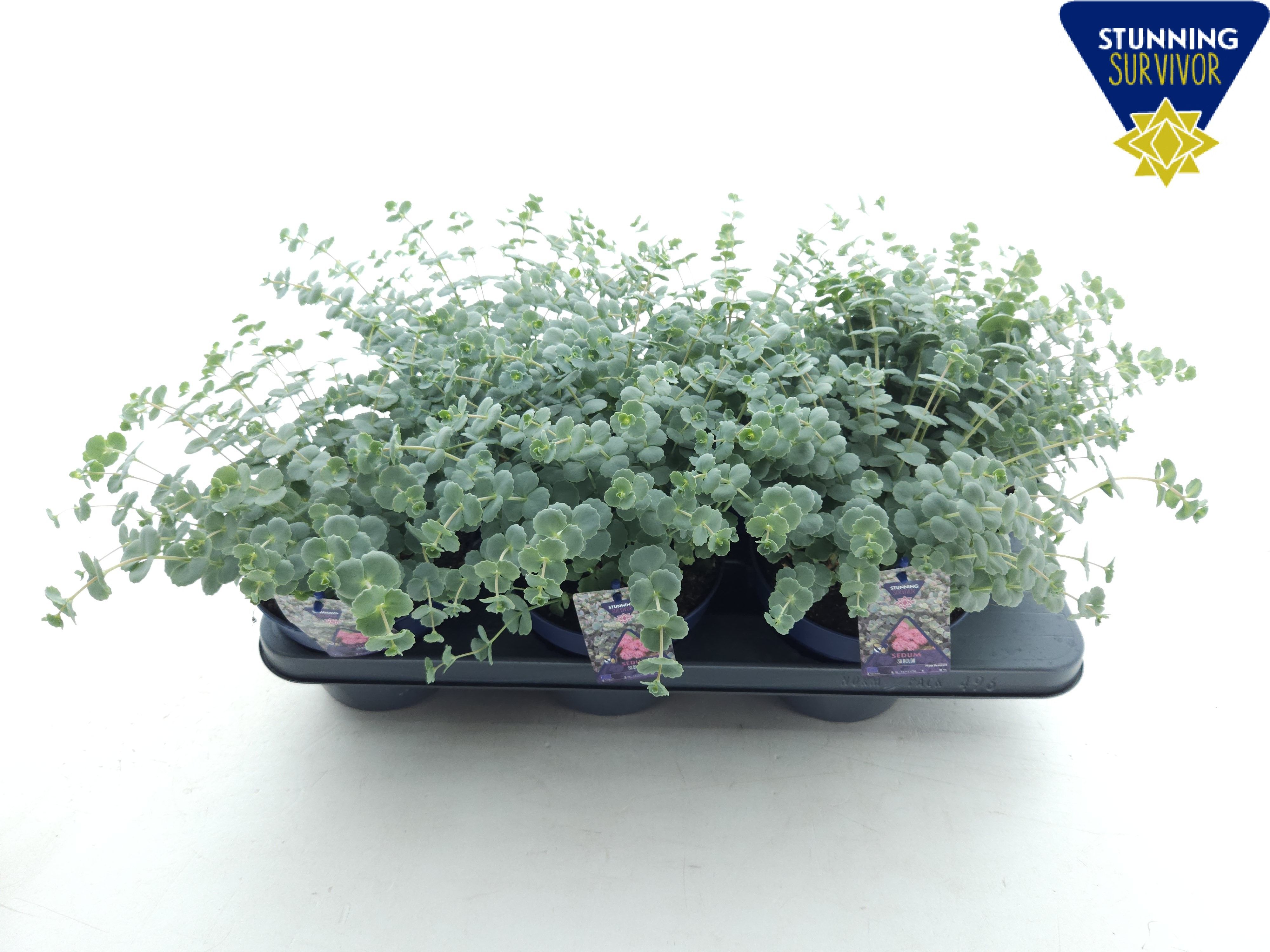 Bild på Krukväxter Sedum Sieboldii  *6