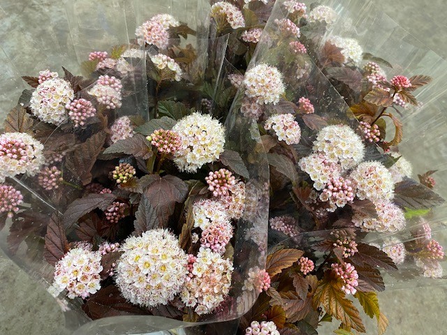 Bild på Physocarpus Diabolo (Spirea)