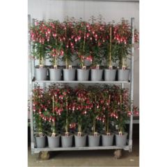 Bild på Fuchsia på stam D19 X 3