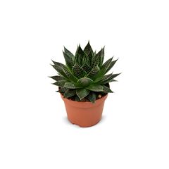 Bild på Aloe D10,5 X 6 Safari Ami
