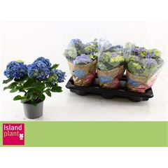 Bild på Hortensia 5-6+Gr D13 X 6 Early Blue