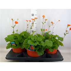 Bild på Geum Coccineum Borisii D19 X 3 Nejliksrot