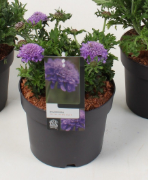 Bild på Krukväxter Scabiosa Columb. incisa *6