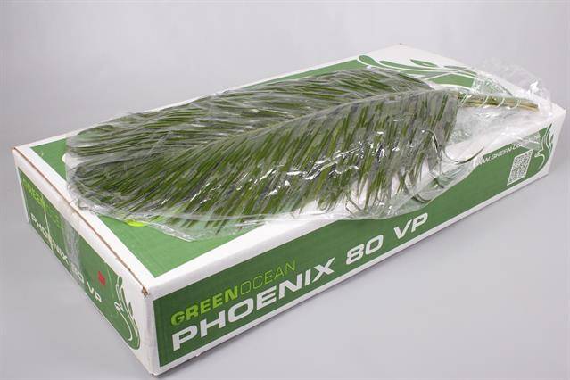 Bild på Blad Phoenix roebelenii vacuum Green Ocean