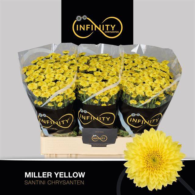 Bild på Chrys. Santini Miller Yellow