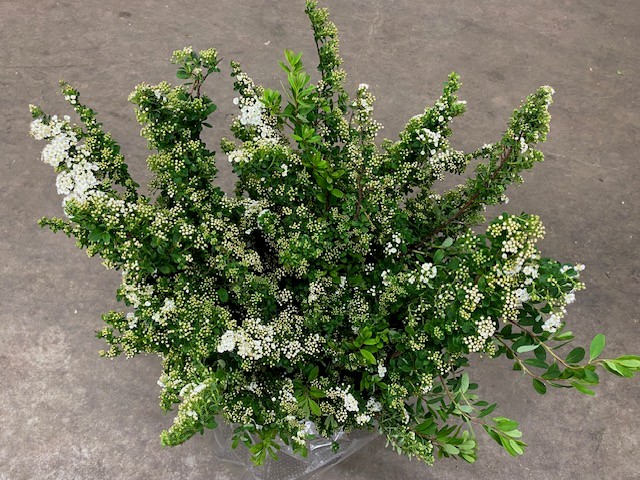 Bild på Spirea Japonica 200g IT bnt *1