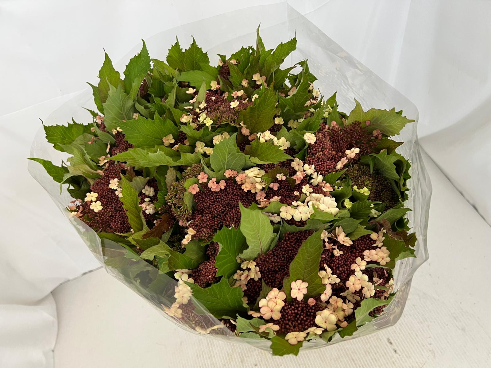 Bild på Viburnum Onondaga 250g IT bnt*1