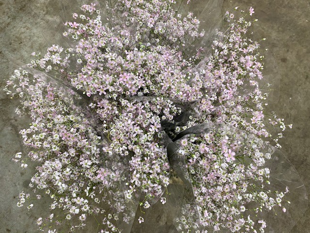Bild på Gypsophila rosa natur bnt*1