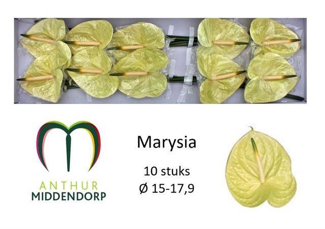 Bild på Anthurium Marysia *10