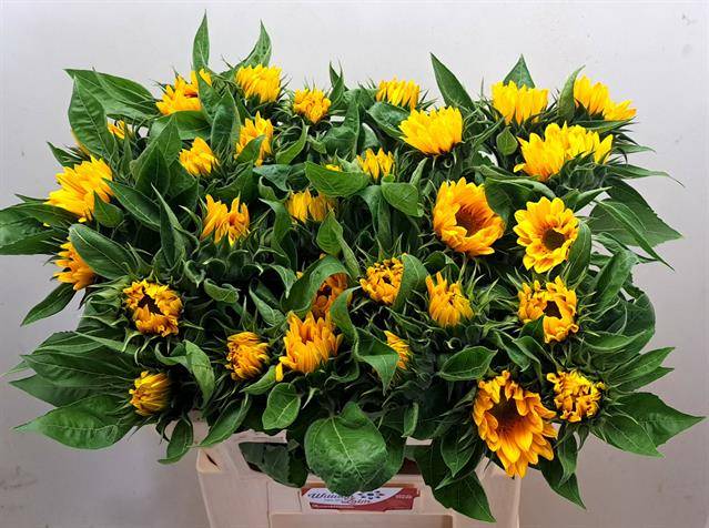 Bild på Helianthus Solros Sunrich Gold