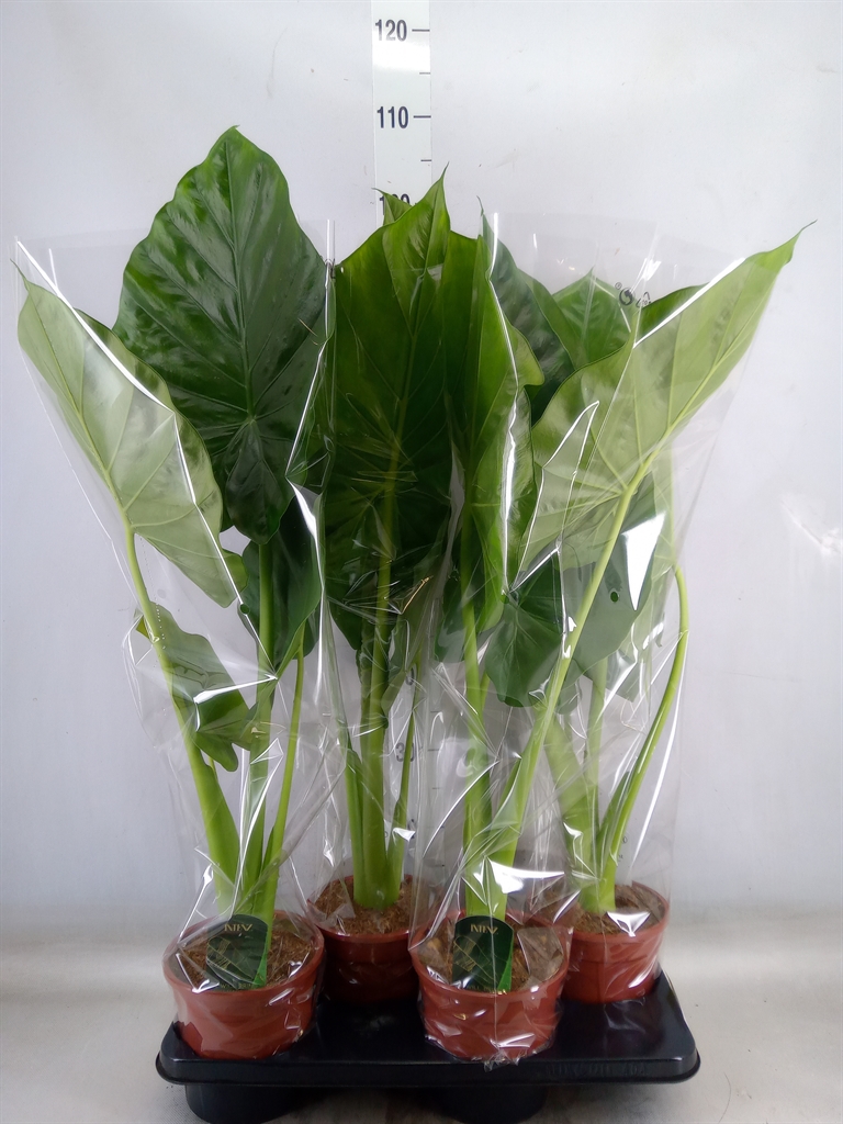 Bild på Krukväxter Alocasia Macrorrhiza *4