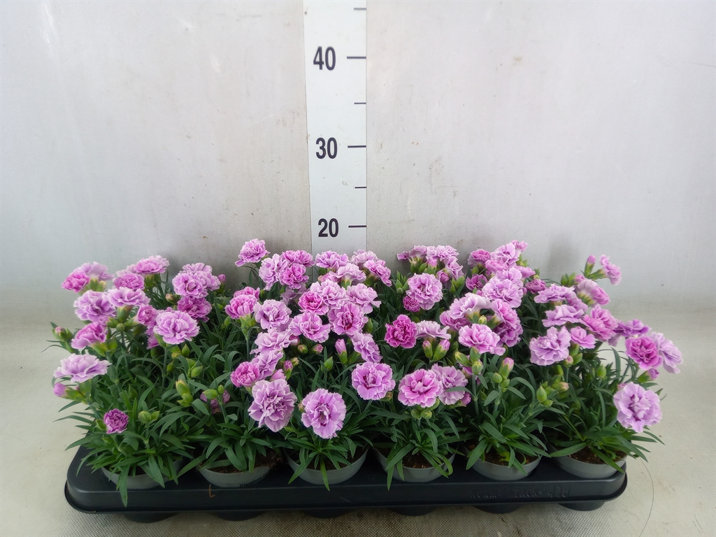 Bild på Krukväxter Dianthus Super trouper Grace *18