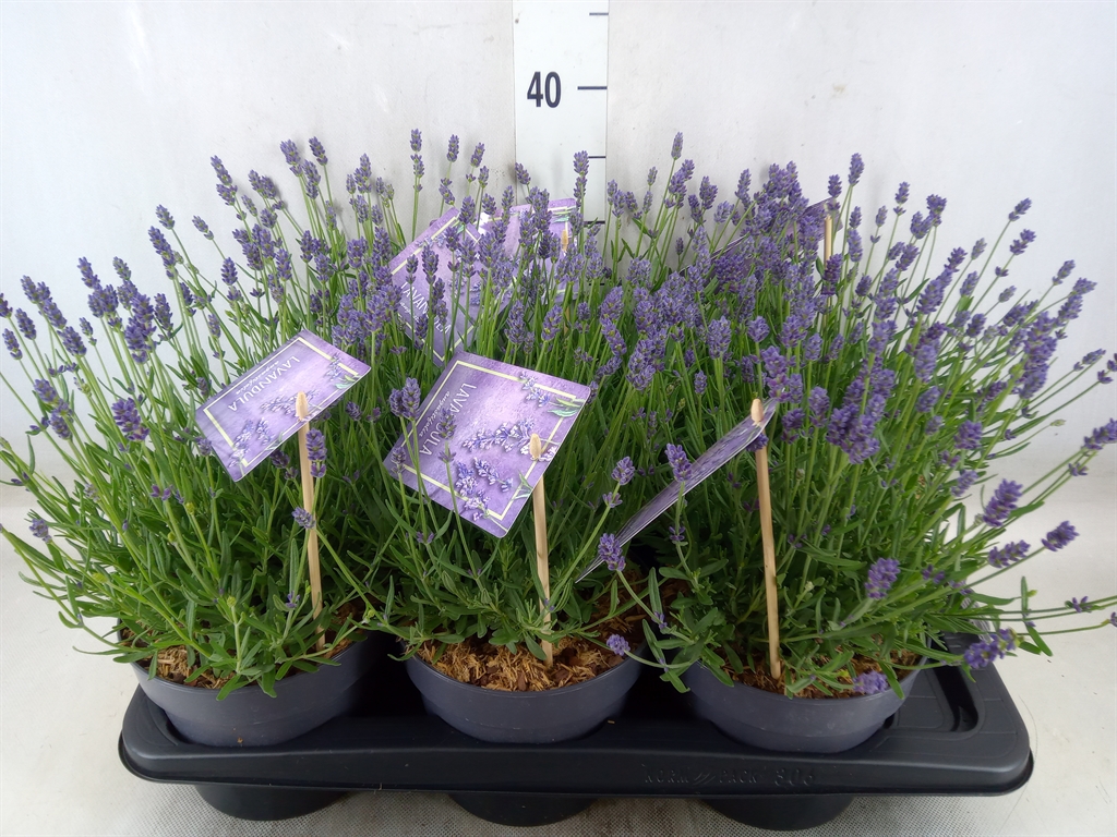Bild på Krukväxter Lavendel ang. Essence Purple *6