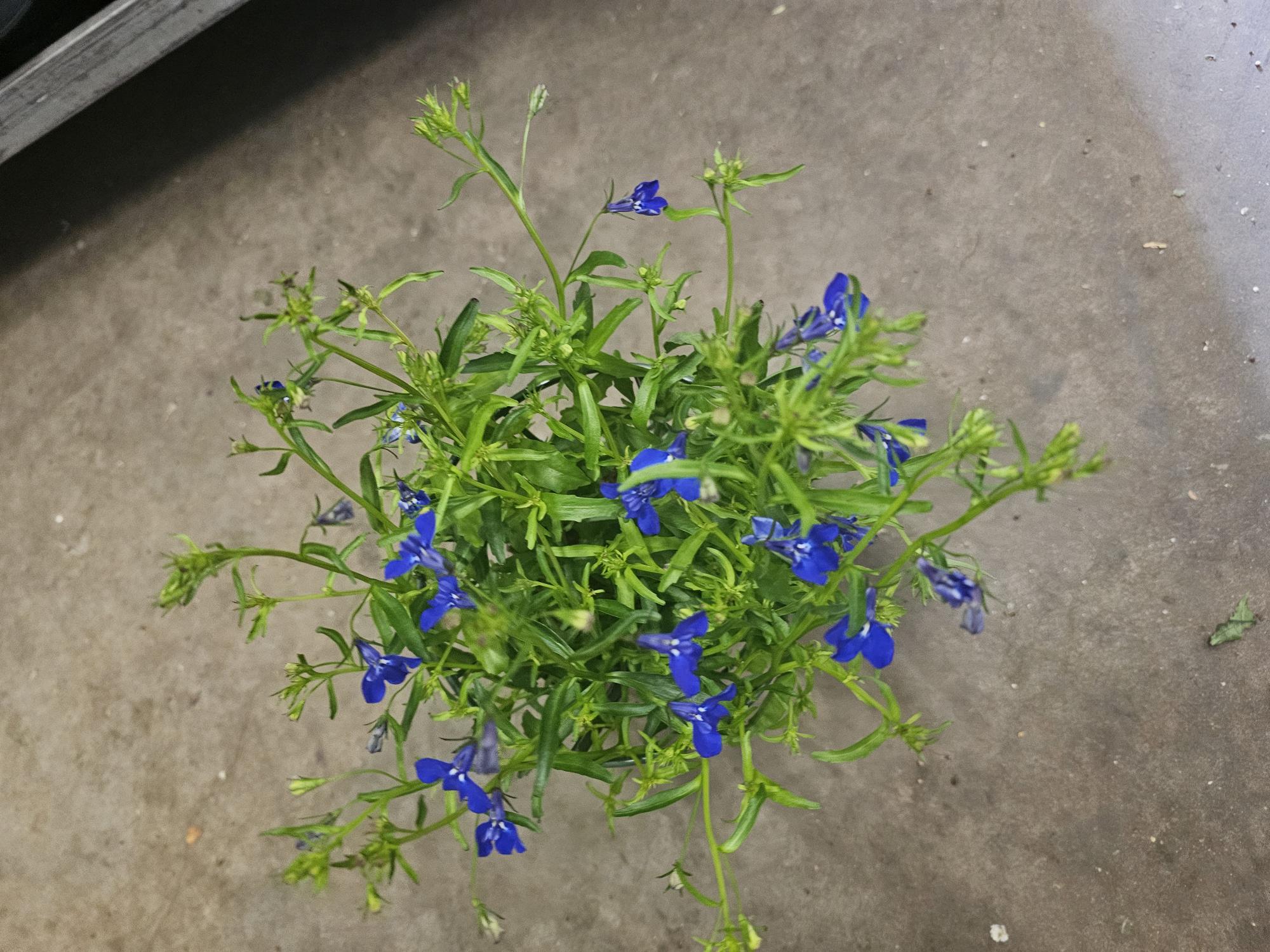 Bild på Krukväxter Lobelia i pelta *8 SG Svenskodlad