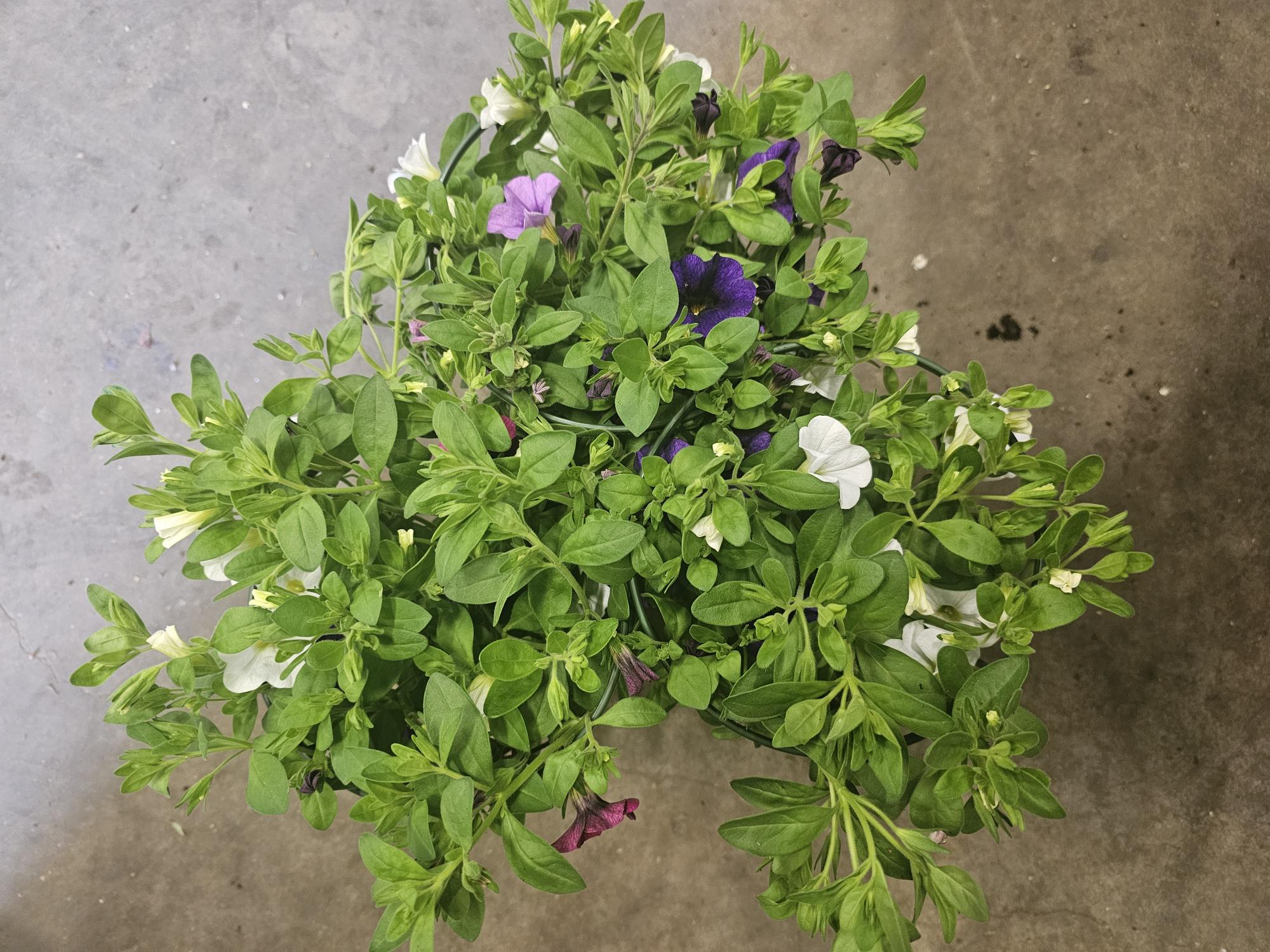 Bild på Krukväxter Petunia Confetti i pelta *8 SG Svenskod