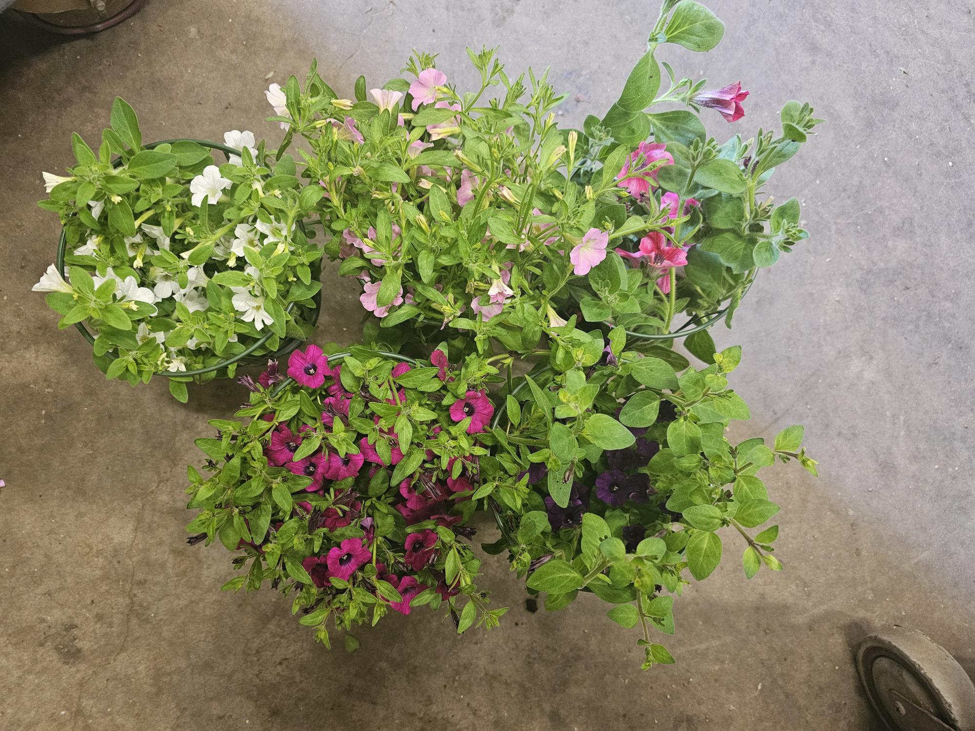 Bild på Krukväxter Petunia i pelta *8 SG Svenskodlad