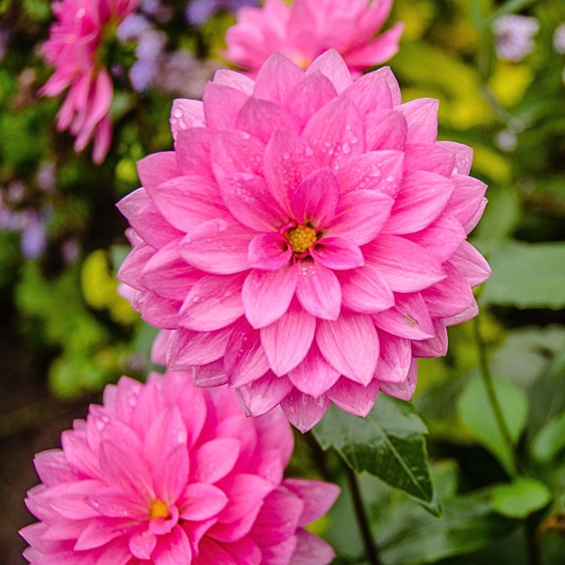 Bild på Dahlia D17 X 6