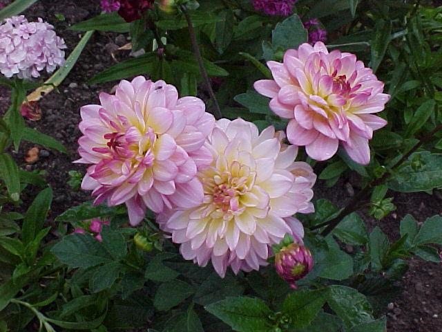 Bild på Dahlia D17 X 6