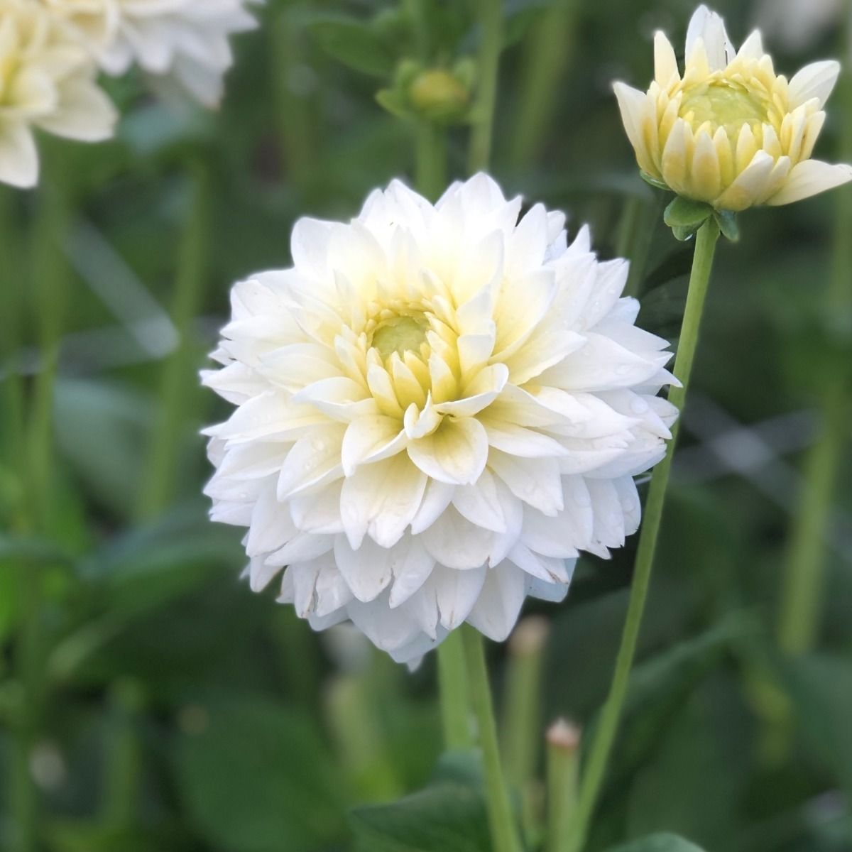 Bild på Dahlia D17 X 6