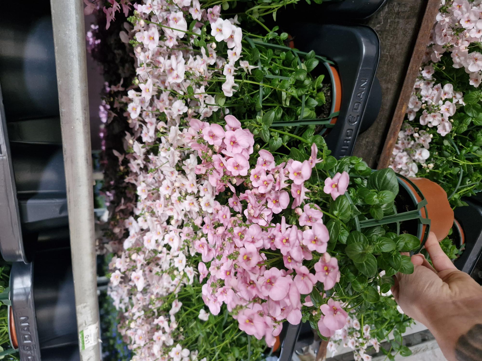Bild på Diascia Pelta D12 X 8 Alverbäcks