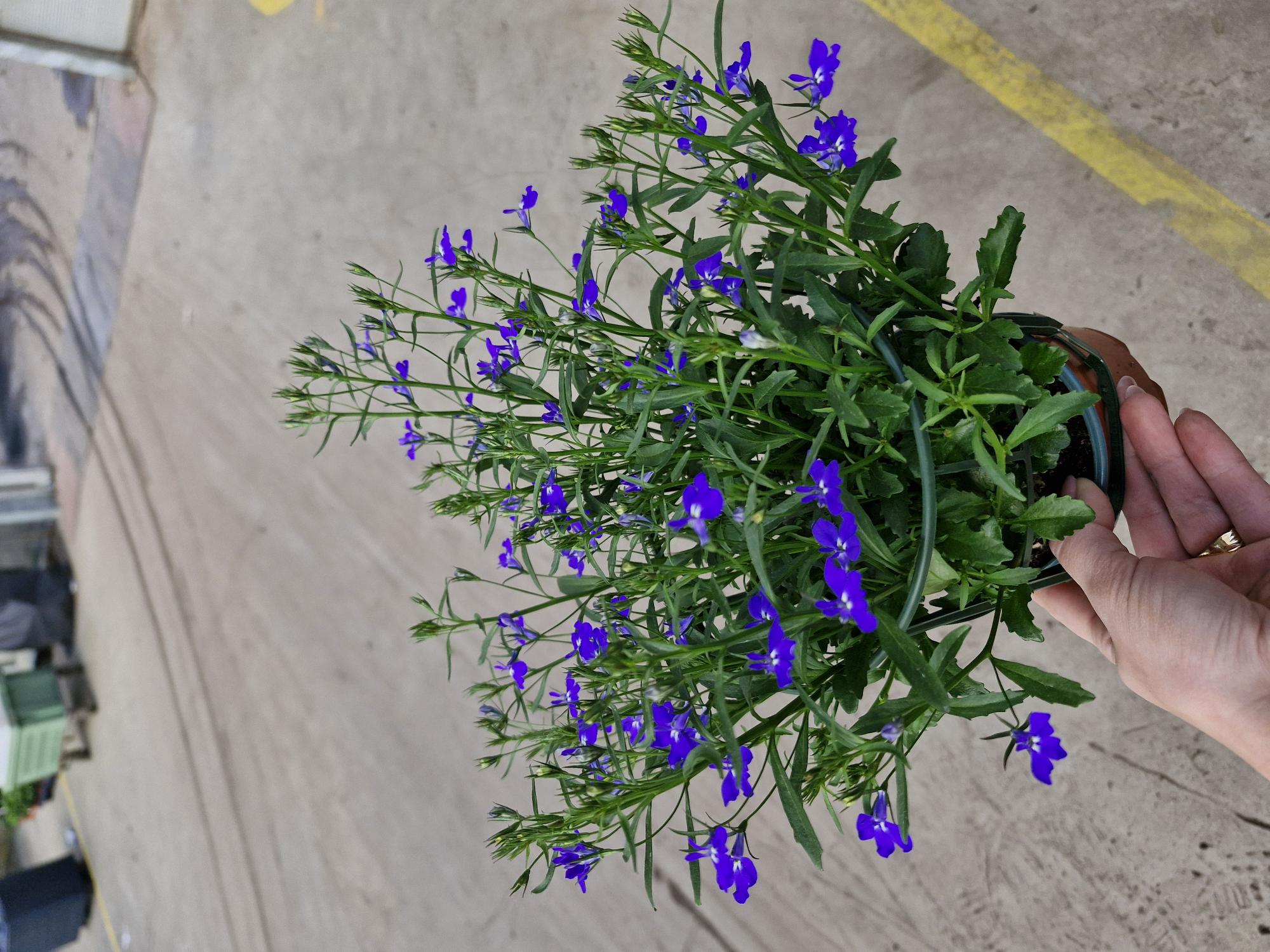 Bild på Lobelia Pelta D12 X 8 Alverbäcks