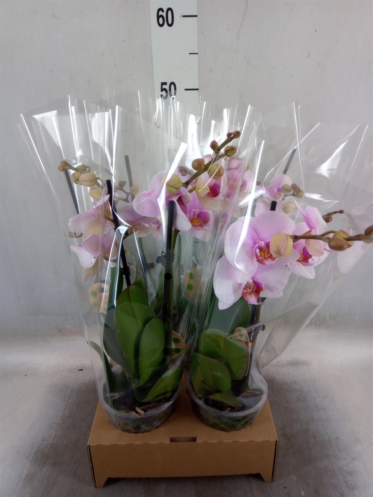 Bild på Phalaenopsis 2Gr D12 X 4