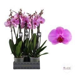 Bild på Phalaenopsis 3Gr D12 X 5