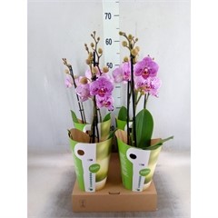 Bild på Phalaenopsis 2Gr D12 X 4