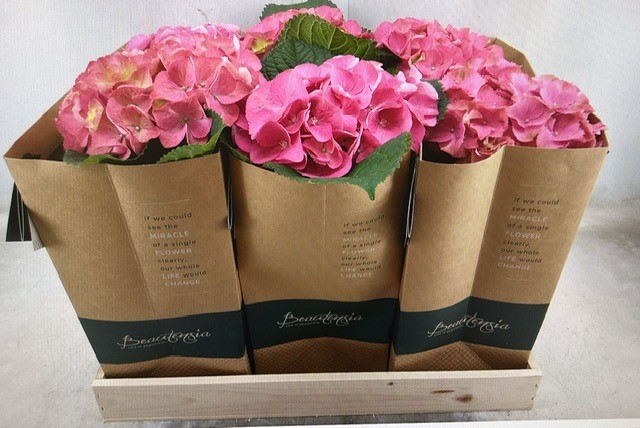 Bild på Hortensia Beautensia D13 X 6 Paperlook
