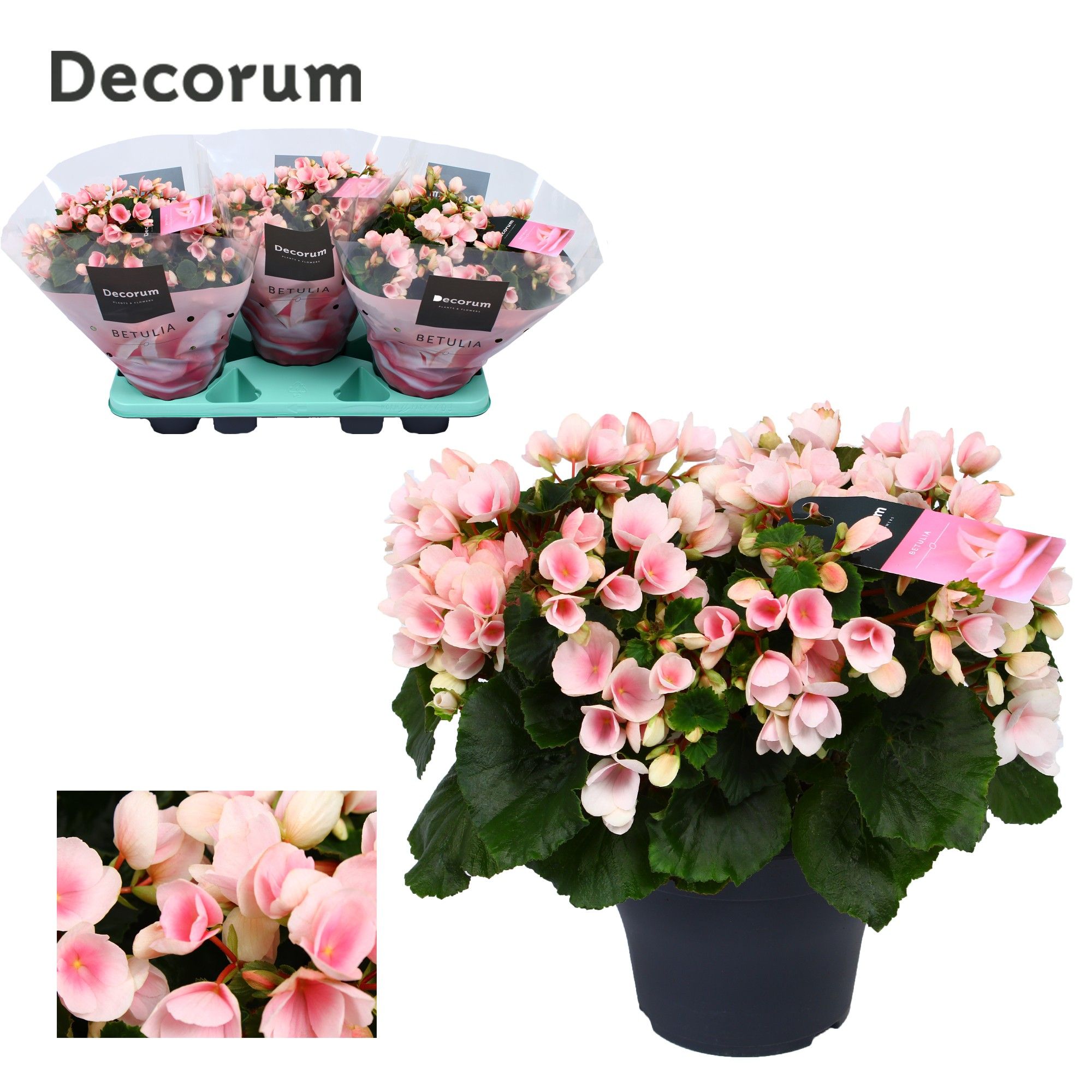 Bild på Krukväxter Begonia enkelbl. Betulia light *3