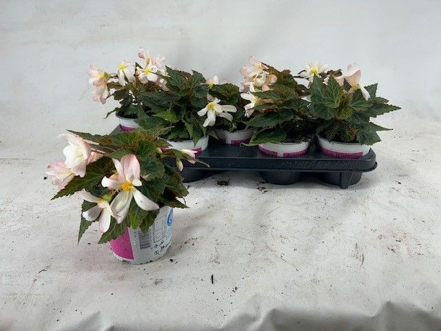 Bild på Krukväxter Begonia waterfall angel falls *9