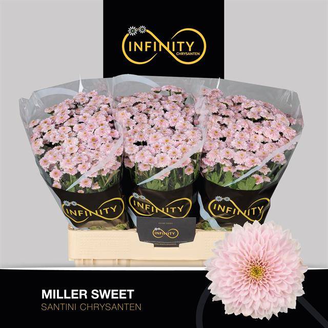 Bild på Chrys. Santini Miller Sweet Pink