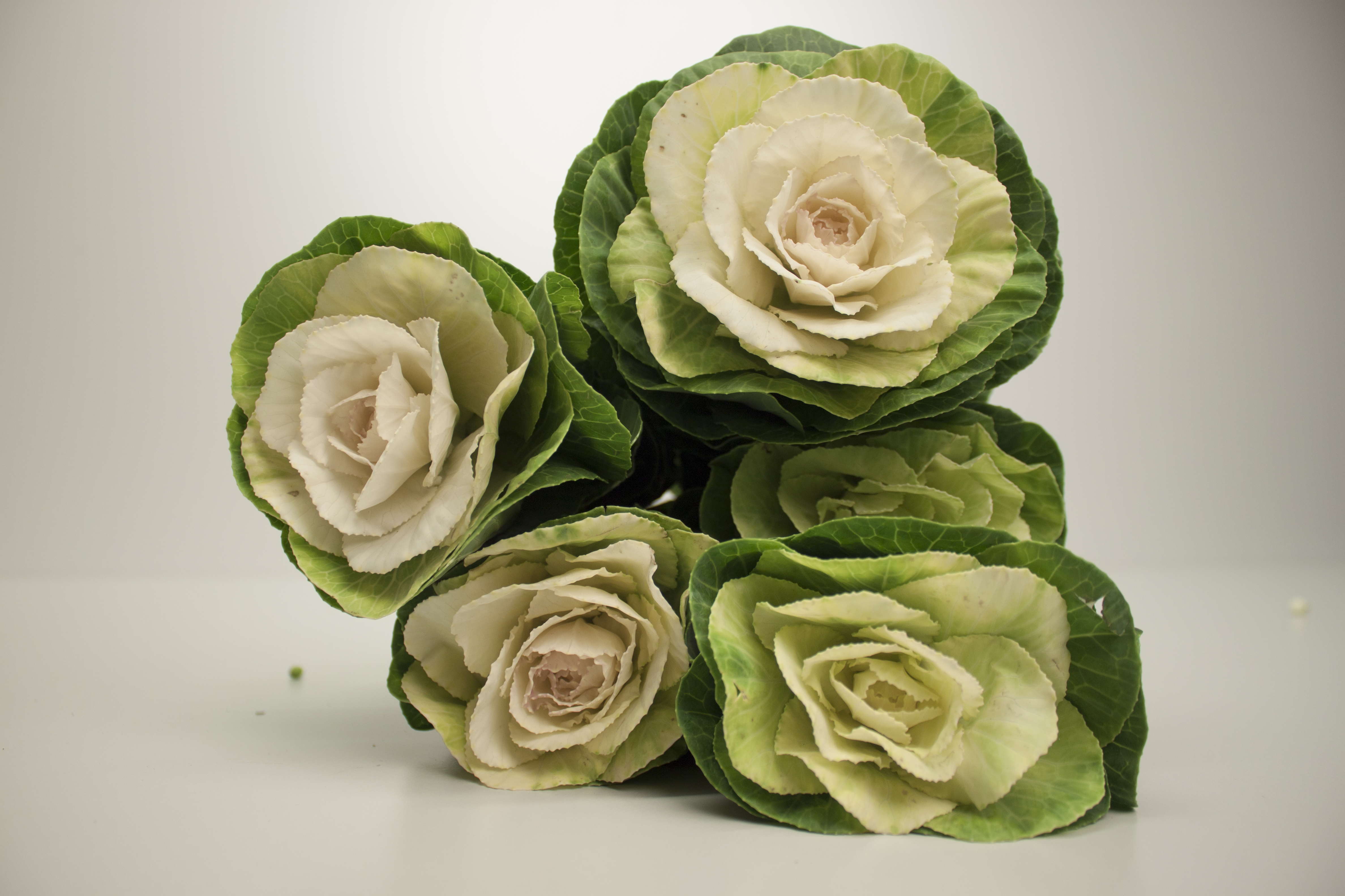 Bild på Brassica 3-pack