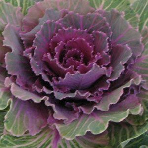 Bild på Brassica 3-pack Lila