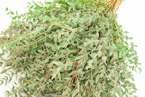 Bild på Eukalyptus Parvifoglia 150 gr