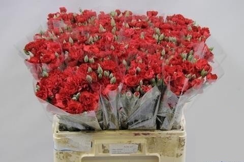 Bild på Elegans Röd 5-pack *100st Colombia