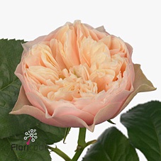 Bild på Trädgårdsros Garden Romantic Vuvuzela
